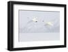 Japan, Hokkaido, Lake Kussharo. Two Whooper Swans flying-Hollice Looney-Framed Photographic Print