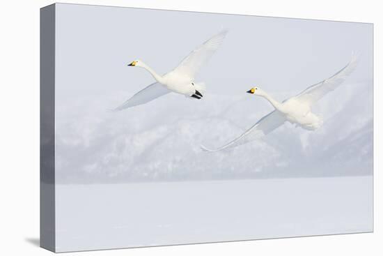 Japan, Hokkaido, Lake Kussharo. Two Whooper Swans flying-Hollice Looney-Stretched Canvas