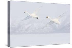 Japan, Hokkaido, Lake Kussharo. Two Whooper Swans flying-Hollice Looney-Stretched Canvas