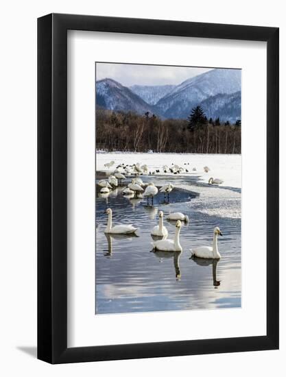 Japan, Hokkaido, Lake Kussharo. Whooper Swans swimming in lake-Hollice Looney-Framed Photographic Print