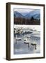 Japan, Hokkaido, Lake Kussharo. Whooper Swans swimming in lake-Hollice Looney-Framed Photographic Print