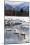 Japan, Hokkaido, Lake Kussharo. Whooper Swans swimming in lake-Hollice Looney-Mounted Photographic Print