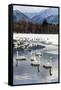 Japan, Hokkaido, Lake Kussharo. Whooper Swans swimming in lake-Hollice Looney-Framed Stretched Canvas