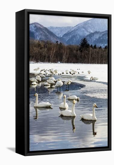 Japan, Hokkaido, Lake Kussharo. Whooper Swans swimming in lake-Hollice Looney-Framed Stretched Canvas