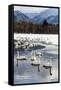 Japan, Hokkaido, Lake Kussharo. Whooper Swans swimming in lake-Hollice Looney-Framed Stretched Canvas