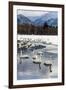 Japan, Hokkaido, Lake Kussharo. Whooper Swans swimming in lake-Hollice Looney-Framed Premium Photographic Print