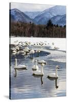 Japan, Hokkaido, Lake Kussharo. Whooper Swans swimming in lake-Hollice Looney-Stretched Canvas