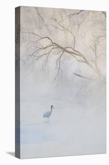 Japan, Hokkaido, Tsurui. Hooded Crane Walks in River at Sunrise-Jaynes Gallery-Stretched Canvas