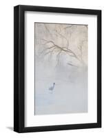 Japan, Hokkaido, Tsurui. Hooded Crane Walks in River at Sunrise-Jaynes Gallery-Framed Photographic Print