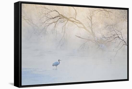 Japan, Hokkaido, Tsurui. Hooded Crane Walks in River at Sunrise-Jaynes Gallery-Framed Stretched Canvas