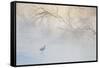 Japan, Hokkaido, Tsurui. Hooded Crane Walks in River at Sunrise-Jaynes Gallery-Framed Stretched Canvas