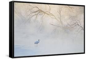 Japan, Hokkaido, Tsurui. Hooded Crane Walks in River at Sunrise-Jaynes Gallery-Framed Stretched Canvas