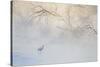 Japan, Hokkaido, Tsurui. Hooded Crane Walks in River at Sunrise-Jaynes Gallery-Stretched Canvas