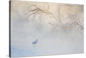 Japan, Hokkaido, Tsurui. Hooded Crane Walks in River at Sunrise-Jaynes Gallery-Stretched Canvas