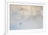 Japan, Hokkaido, Tsurui. Hooded Crane Walks in River at Sunrise-Jaynes Gallery-Framed Photographic Print