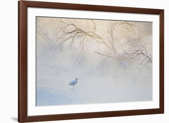 Japan, Hokkaido, Tsurui. Hooded Crane Walks in River at Sunrise-Jaynes Gallery-Framed Photographic Print