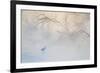 Japan, Hokkaido, Tsurui. Hooded Crane Walks in River at Sunrise-Jaynes Gallery-Framed Photographic Print