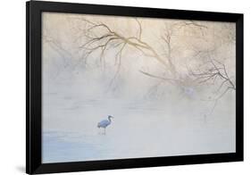 Japan, Hokkaido, Tsurui. Hooded Crane Walks in River at Sunrise-Jaynes Gallery-Framed Photographic Print