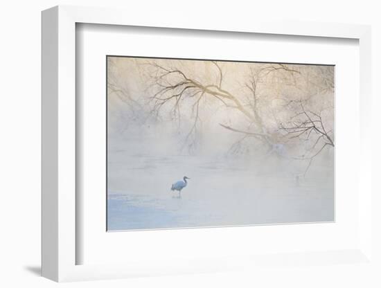 Japan, Hokkaido, Tsurui. Hooded Crane Walks in River at Sunrise-Jaynes Gallery-Framed Photographic Print