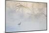 Japan, Hokkaido, Tsurui. Hooded Crane Walks in River at Sunrise-Jaynes Gallery-Mounted Photographic Print