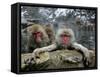 Japan Hot Spa Monkeys-Koji Sasahara-Framed Stretched Canvas