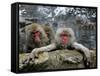 Japan Hot Spa Monkeys-Koji Sasahara-Framed Stretched Canvas