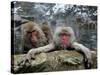 Japan Hot Spa Monkeys-Koji Sasahara-Stretched Canvas