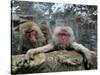 Japan Hot Spa Monkeys-Koji Sasahara-Stretched Canvas