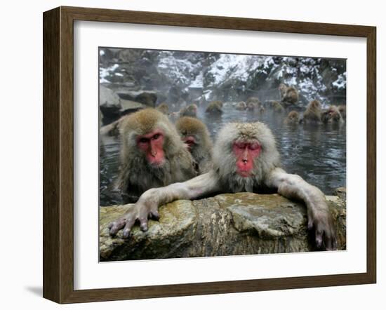 Japan Hot Spa Monkeys-Koji Sasahara-Framed Premium Photographic Print