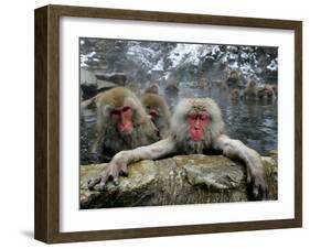 Japan Hot Spa Monkeys-Koji Sasahara-Framed Premium Photographic Print