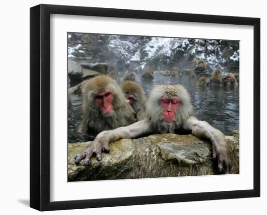 Japan Hot Spa Monkeys-Koji Sasahara-Framed Premium Photographic Print