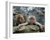 Japan Hot Spa Monkeys-Koji Sasahara-Framed Premium Photographic Print