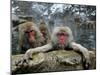 Japan Hot Spa Monkeys-Koji Sasahara-Mounted Premium Photographic Print