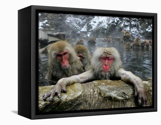 Japan Hot Spa Monkeys-Koji Sasahara-Framed Stretched Canvas