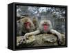Japan Hot Spa Monkeys-Koji Sasahara-Framed Stretched Canvas