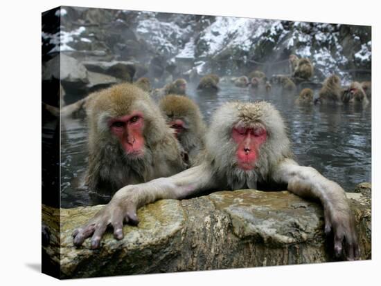 Japan Hot Spa Monkeys-Koji Sasahara-Stretched Canvas