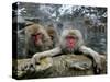 Japan Hot Spa Monkeys-Koji Sasahara-Stretched Canvas