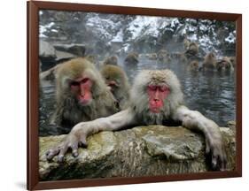 Japan Hot Spa Monkeys-Koji Sasahara-Framed Photographic Print