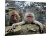 Japan Hot Spa Monkeys-Koji Sasahara-Mounted Photographic Print
