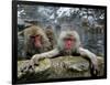 Japan Hot Spa Monkeys-Koji Sasahara-Framed Photographic Print