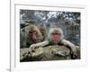 Japan Hot Spa Monkeys-Koji Sasahara-Framed Photographic Print