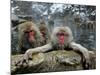 Japan Hot Spa Monkeys-Koji Sasahara-Mounted Photographic Print