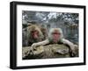 Japan Hot Spa Monkeys-Koji Sasahara-Framed Photographic Print