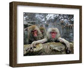 Japan Hot Spa Monkeys-Koji Sasahara-Framed Photographic Print