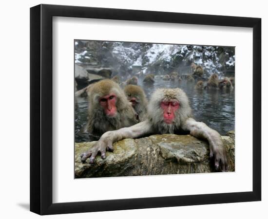 Japan Hot Spa Monkeys-Koji Sasahara-Framed Photographic Print