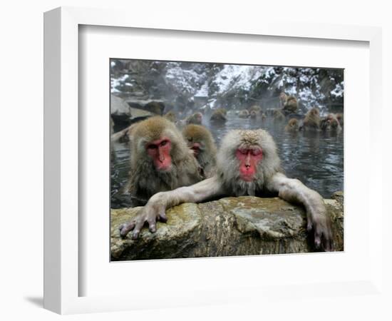 Japan Hot Spa Monkeys-Koji Sasahara-Framed Photographic Print