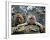 Japan Hot Spa Monkeys-Koji Sasahara-Framed Photographic Print