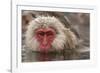 Japan, Jigokudani Monkey Park. Japanese macaque close-up.-Jaynes Gallery-Framed Photographic Print