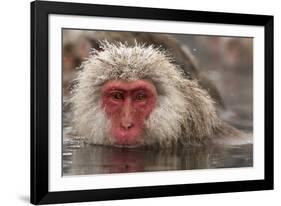 Japan, Jigokudani Monkey Park. Japanese macaque close-up.-Jaynes Gallery-Framed Photographic Print