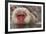 Japan, Jigokudani Monkey Park. Japanese macaque close-up.-Jaynes Gallery-Framed Photographic Print